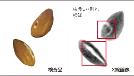 アーモンドの虫食い・割れを検知